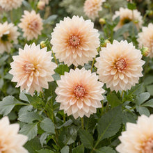 Load image into Gallery viewer, OpenPlantData Dahlia Café au Lait
