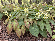 Load image into Gallery viewer, OpenPlantData Epimedium versicolor Sulphureum
