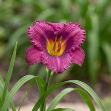 Load image into Gallery viewer, OpenPlantData Hemerocallis Purple Doro
