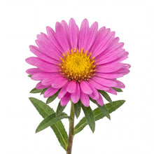 Load image into Gallery viewer, OpenPlantData Aster Jenny
