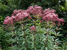 Load image into Gallery viewer, OpenPlantData Eutrochium maculatum Gateway

