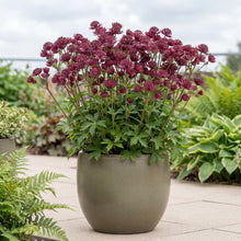 Load image into Gallery viewer, OpenPlantData Astrantia major Sparkling Stars Red
