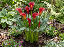 Load image into Gallery viewer, OpenPlantData Calla Bloody Mary
