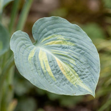 Load image into Gallery viewer, OpenPlantData Hosta Dream Queen
