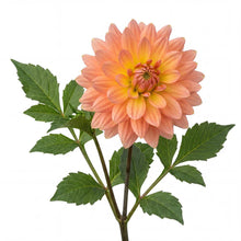 Load image into Gallery viewer, OpenPlantData Dahlia Extase
