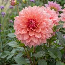 Load image into Gallery viewer, OpenPlantData Dahlia Ottos Thrill
