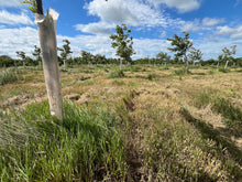 Load image into Gallery viewer, STARTING A CHESTNUT FARM CONSULT
