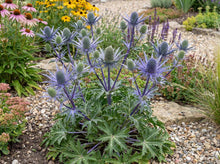 Load image into Gallery viewer, OpenPlantData Eryngium Bourgatii
