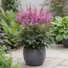 Load image into Gallery viewer, OpenPlantData Astilbe Black Pearls
