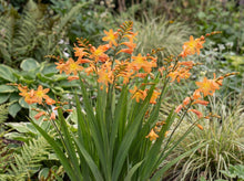 Load image into Gallery viewer, OpenPlantData Crocosmia Star Of The East
