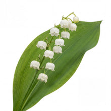 Load image into Gallery viewer, OpenPlantData Convallaria majalis Prolificans
