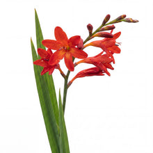 Load image into Gallery viewer, OpenPlantData Crocosmia Miss Scarlet
