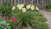 Load image into Gallery viewer, OpenPlantData Hemerocallis Joan Senior
