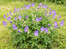Load image into Gallery viewer, OpenPlantData Geranium Brookside
