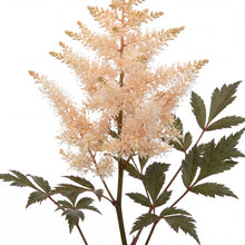 Load image into Gallery viewer, OpenPlantData Astilbe Peach Blossom
