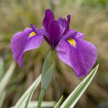Load image into Gallery viewer, OpenPlantData Iris ensata Variegata
