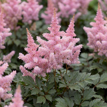 Load image into Gallery viewer, OpenPlantData Astilbe x arendsii Ice Cream
