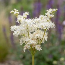 Load image into Gallery viewer, OpenPlantData Filipendula Plena
