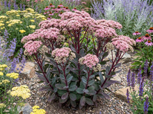 Load image into Gallery viewer, OpenPlantData Hylotelephium Matrona
