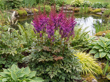 Load image into Gallery viewer, OpenPlantData Astilbe Chinensis Mighty Max

