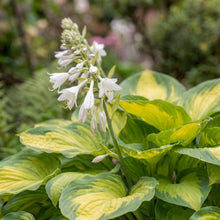 Load image into Gallery viewer, OpenPlantData Hosta Brother Stefan
