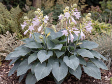 Load image into Gallery viewer, OpenPlantData Hosta Bulletproof
