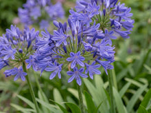 Load image into Gallery viewer, OpenPlantData Agapanthus Dr Brouwer
