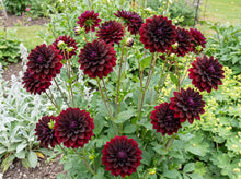 Load image into Gallery viewer, OpenPlantData Dahlia Rip City
