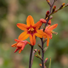 Load image into Gallery viewer, OpenPlantData Crocosmia hybrida Fire Starter

