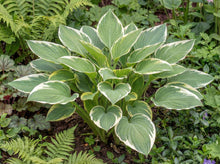 Load image into Gallery viewer, OpenPlantData Hosta Francee
