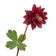 Load image into Gallery viewer, OpenPlantData Aquilegia vulgaris var. stellata Ruby Port
