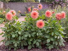 Load image into Gallery viewer, OpenPlantData Dahlia Fairway Spur
