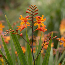 Load image into Gallery viewer, OpenPlantData Crocosmia hybrida Fire Starter
