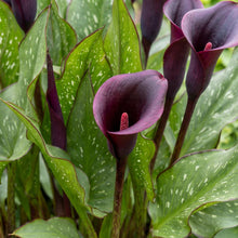 Load image into Gallery viewer, OpenPlantData Calla Arabian Night
