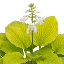 Load image into Gallery viewer, OpenPlantData Hosta Fried Bananas
