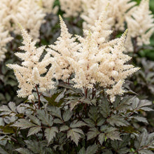 Load image into Gallery viewer, OpenPlantData Astilbe Cappuccino
