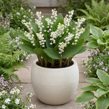 Load image into Gallery viewer, OpenPlantData Convallaria majalis Prolificans
