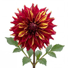 Load image into Gallery viewer, OpenPlantData Dahlia Bohemian Spartacus
