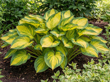 Load image into Gallery viewer, OpenPlantData Hosta Pauls Glory
