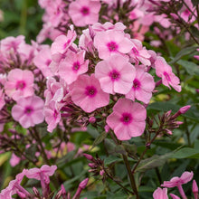Load image into Gallery viewer, OpenPlantData Phlox Larissa
