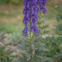Load image into Gallery viewer, OpenPlantData Aconitum napellus
