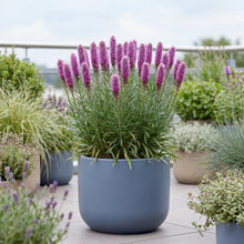 Load image into Gallery viewer, OpenPlantData Liatris spicata Goblin
