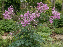 Load image into Gallery viewer, OpenPlantData Thalictrum delavayi Hewitts Double
