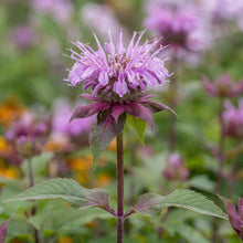 Load image into Gallery viewer, OpenPlantData Monarda Beauty Of Cobham
