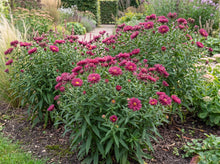 Load image into Gallery viewer, OpenPlantData Symphyotrichum novi-belgii Jenny
