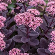 Load image into Gallery viewer, OpenPlantData Sedum Mojave Jewels Sapphire

