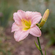 Load image into Gallery viewer, OpenPlantData Hemerocallis Catherine Woodbury
