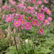 Load image into Gallery viewer, OpenPlantData Anemone Pamina

