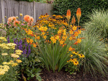 Load image into Gallery viewer, OpenPlantData Crocosmia × crocosmiiflora Harlequin
