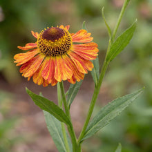 Load image into Gallery viewer, OpenPlantData Helenium Tie Dye
